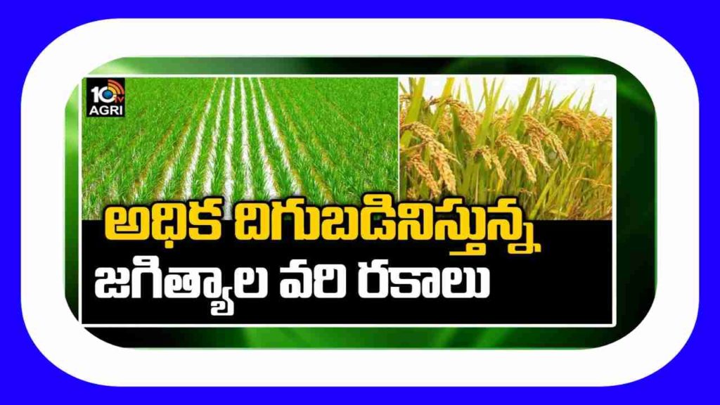 Jagtial Paddy Varieties