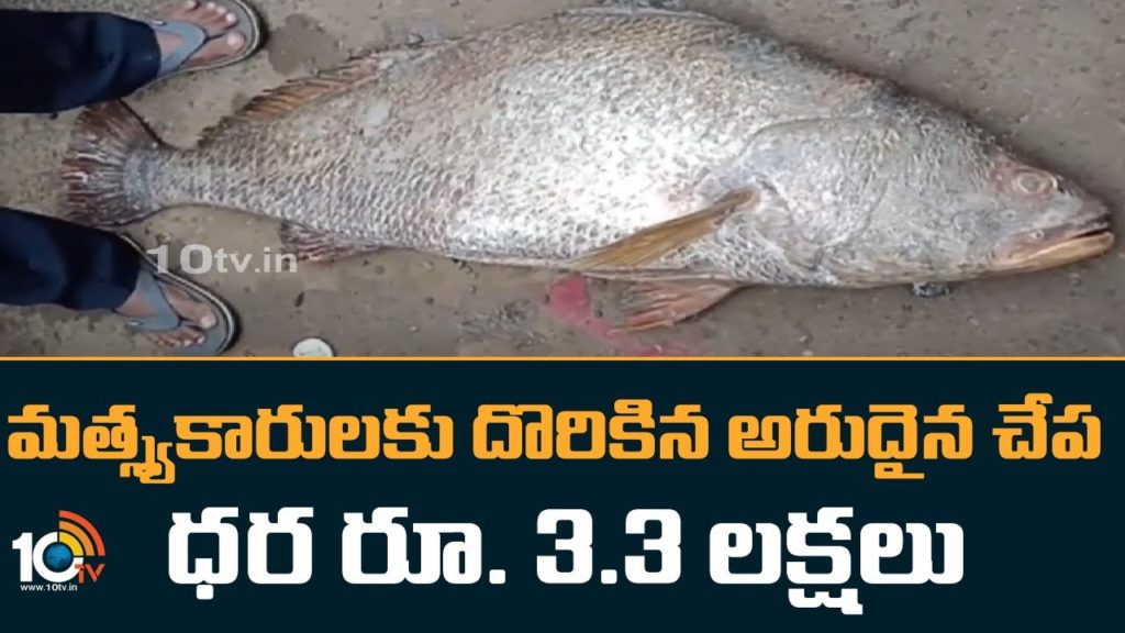 Kachidi Fish Found by Fishermen in Kakinada