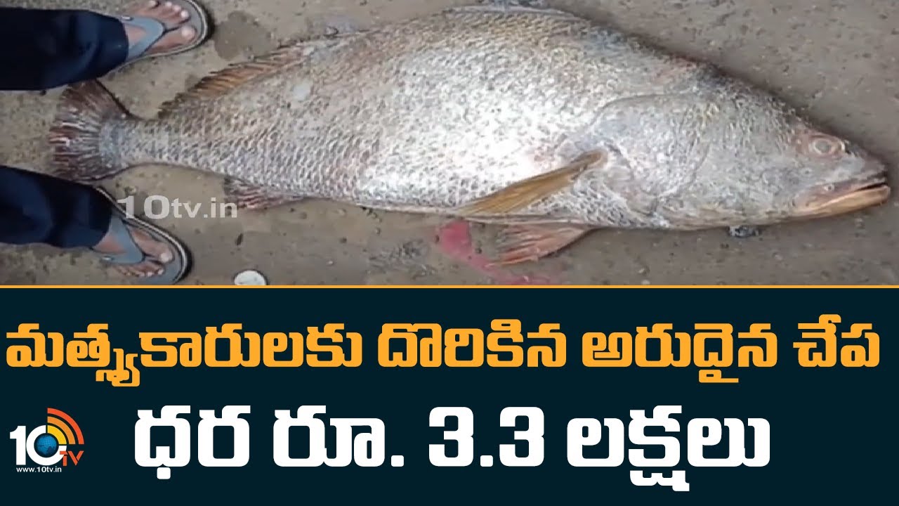 Kachidi Fish..Kakinada : మత్స్యకారులకు దొరికిన అరుదైన చేప .. ధర రూ. 3.3 లక్షలు Kachidi Fish..Kakinada : మత్స్యకారులకు దొరికిన అరుదైన చేప .. ధర రూ. 3.3 లక్షలు