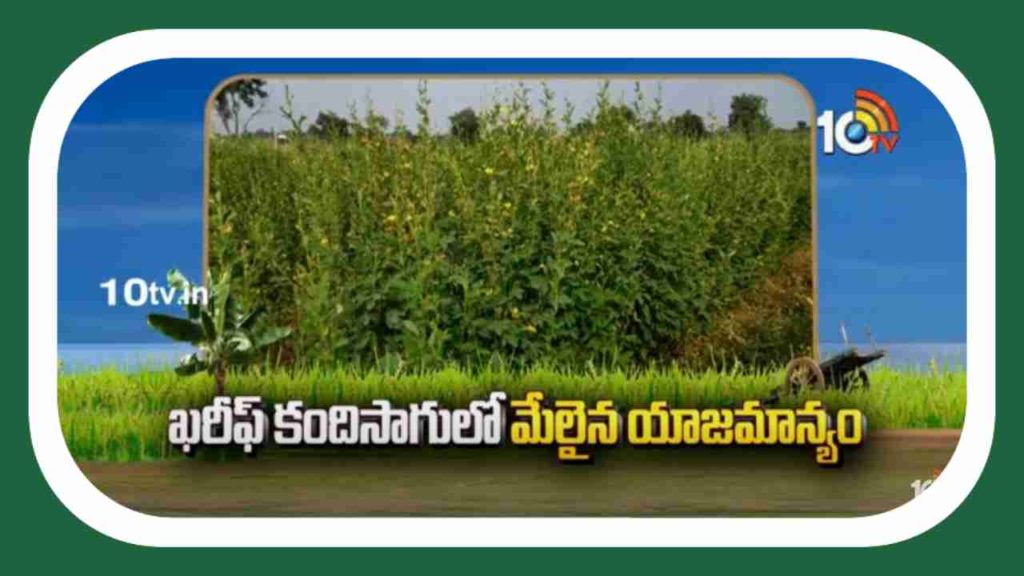 Kharif Kandi Cultivation