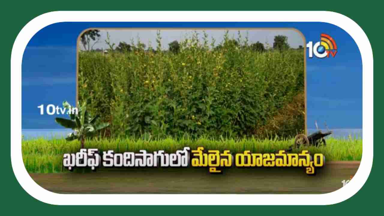 Kharif Kandi Cultivation : ఖరీఫ్ కందిలో అధిక దిగుబడులకోసం మెళకువలు Kharif Kandi Cultivation : ఖరీఫ్ కందిలో అధిక దిగుబడులకోసం మెళకువలు