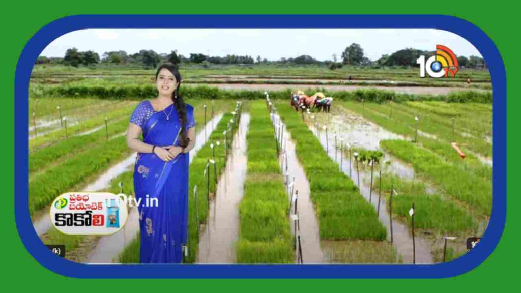Kharif Paddy