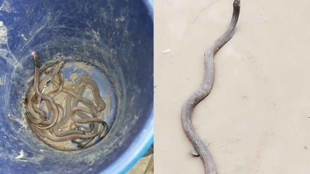 King Cobra
