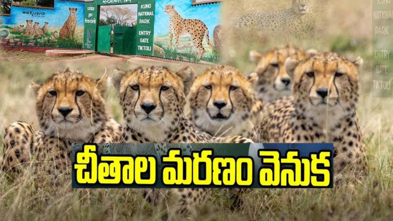 Cheetah Deaths : కునో నేషనల్ పార్కులో చీతాల మృతికి రేడియో కాలరే కారణమా..? Cheetah Deaths : కునో నేషనల్ పార్కులో చీతాల మృతికి రేడియో కాలరే కారణమా..?