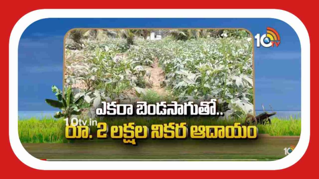 Ladies Finger Cultivation