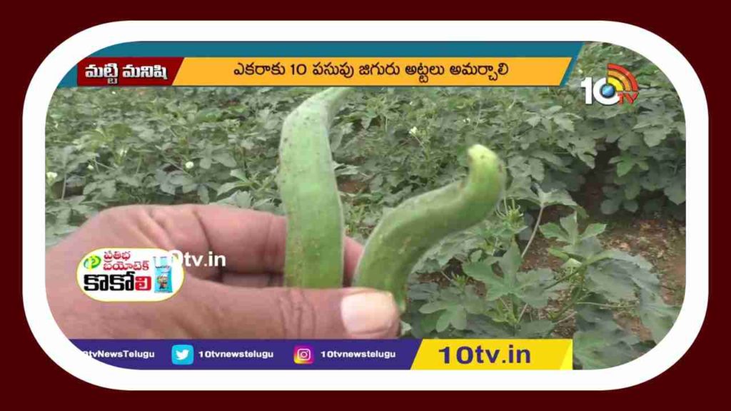 Lady's Finger Cultivation