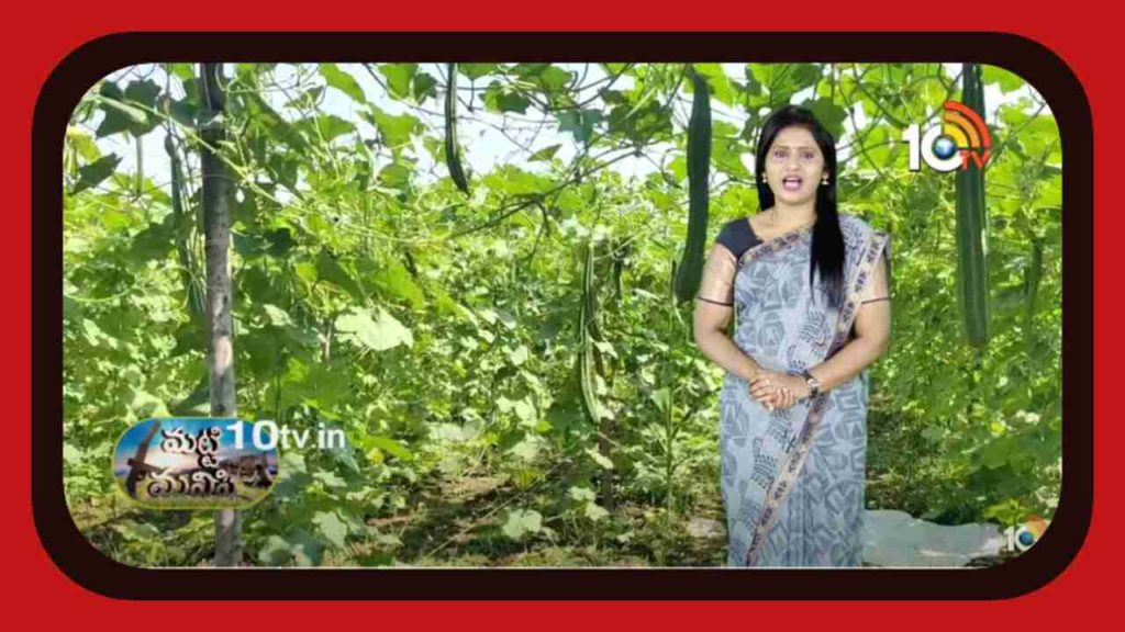 Luffa Cultivation