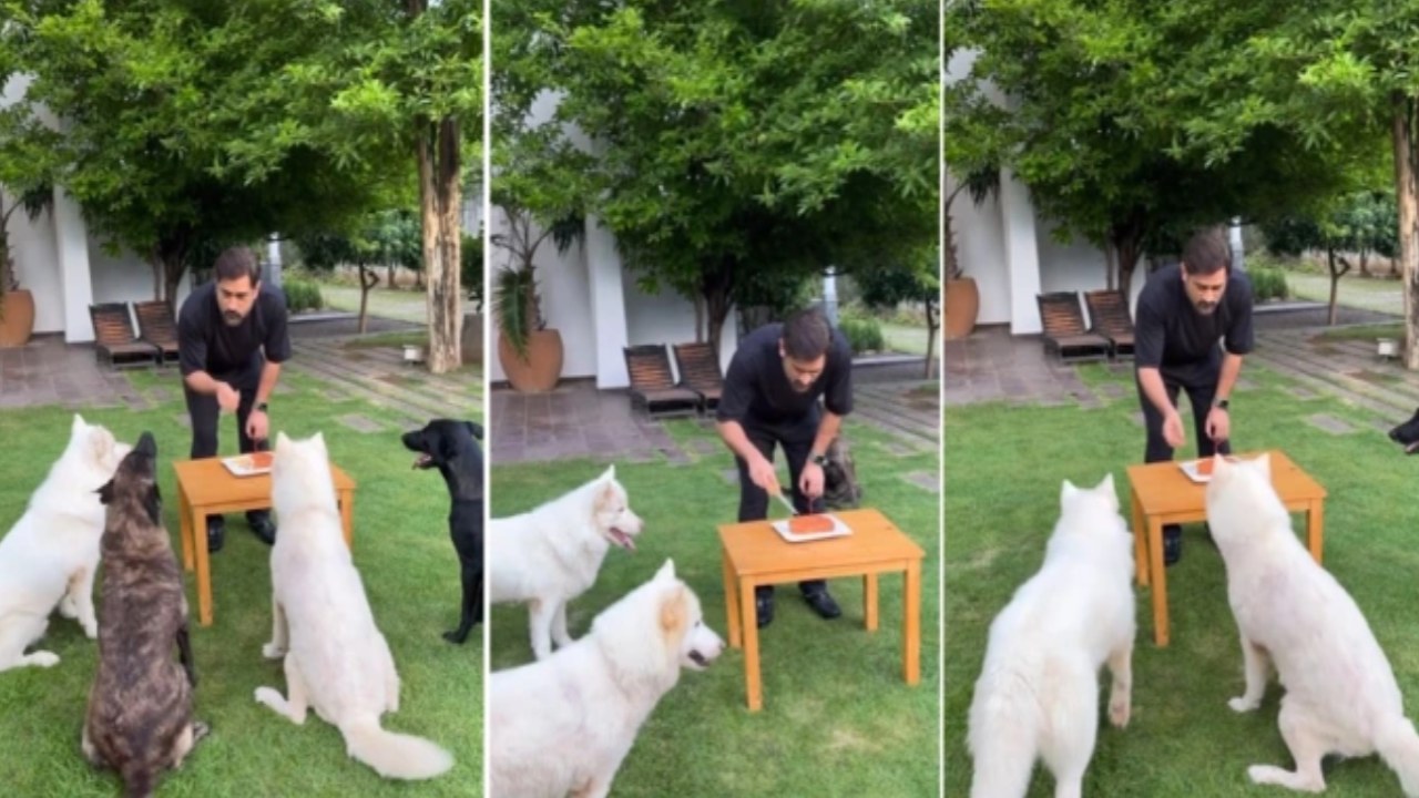 MS Dhoni Birthday Celebrations : మనుషులకు దూరంగా ధోని బర్త్ డే సెలబ్రేషన్స్.. వీడియో వైరల్ MS Dhoni Birthday Celebrations : మనుషులకు దూరంగా ధోని బర్త్ డే సెలబ్రేషన్స్.. వీడియో వైరల్