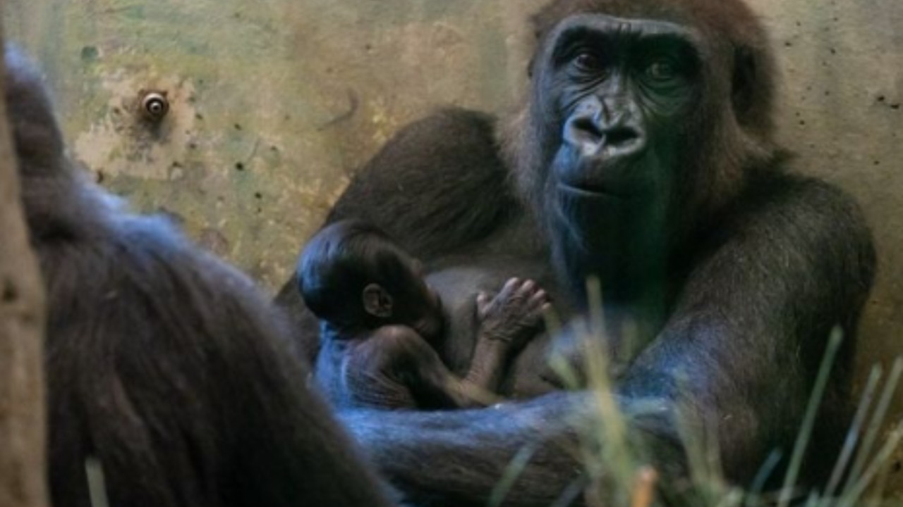 Male Gorilla Gives birth : తూచ్ .. బిడ్డకు జన్మిచ్చిన ఆ గొరిల్లా ఆడదేనట.. Male Gorilla Gives birth : తూచ్ .. బిడ్డకు జన్మిచ్చిన ఆ గొరిల్లా ఆడదేనట..