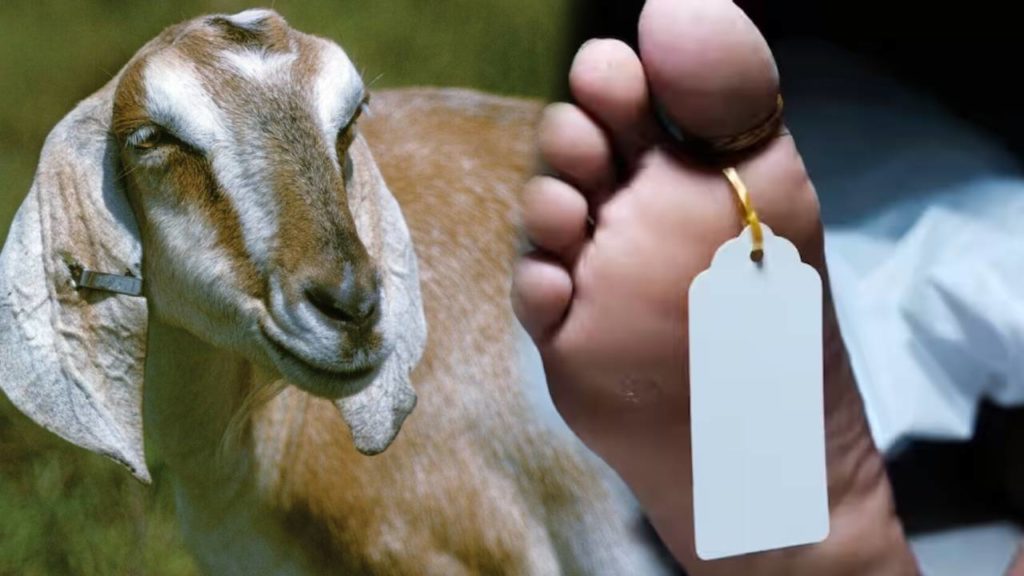 Man life ended goat's eye