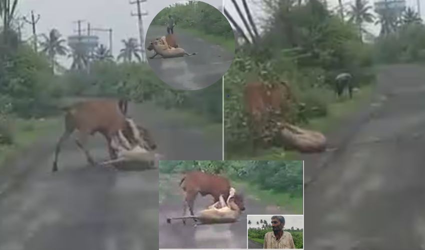 Man saves cow from lione attack
