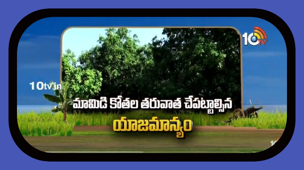 Mango Cultivation