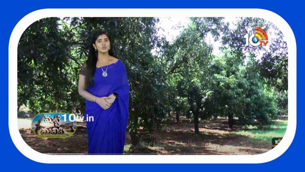 Mango Cultivation