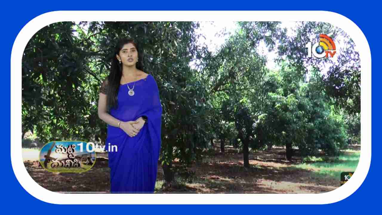 Mango Cultivation : మామిడితోటల్లో చేపట్టాల్సిన తొలకరి యాజమాన్యం Mango Cultivation : మామిడితోటల్లో చేపట్టాల్సిన తొలకరి యాజమాన్యం