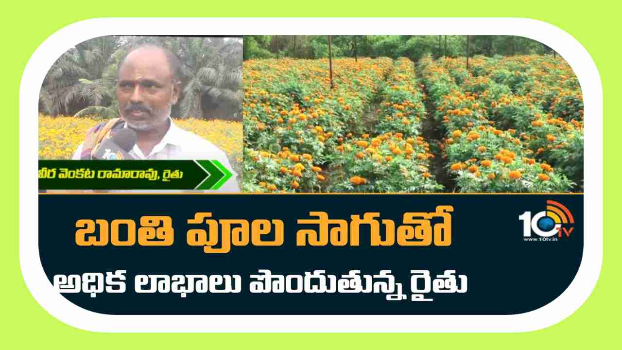 Cultivation Of Marigolds : కొబ్బరిలో అంతర పంటగా బంతిపూల సాగు Cultivation Of Marigolds : కొబ్బరిలో అంతర పంటగా బంతిపూల సాగు