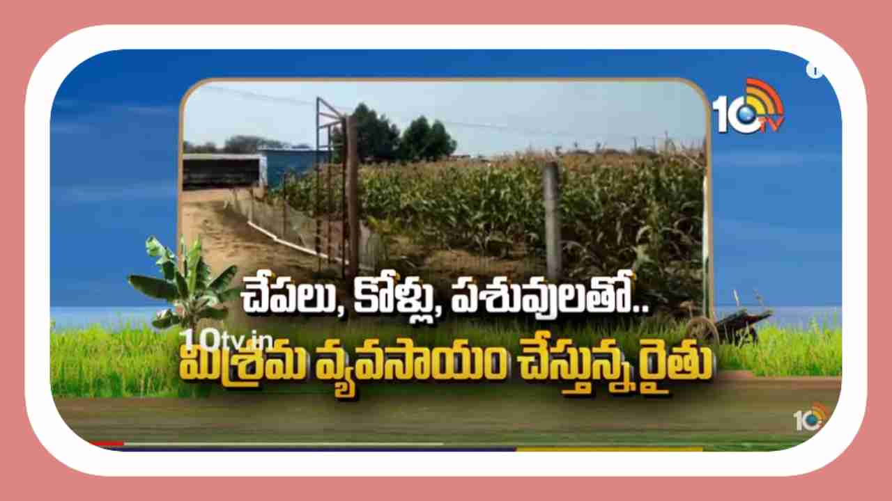 Mixed Farming : చేపలు, కోళ్లు, పశువులతో.. మిశ్రమ వ్యవసాయం చేస్తున్న రైతు Mixed Farming : చేపలు, కోళ్లు, పశువులతో.. మిశ్రమ వ్యవసాయం చేస్తున్న రైతు