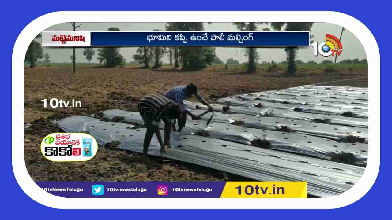 Mulching System : మల్చింగ్ సాగు.. లాభాలు బాగు Mulching System : మల్చింగ్ సాగు.. లాభాలు బాగు