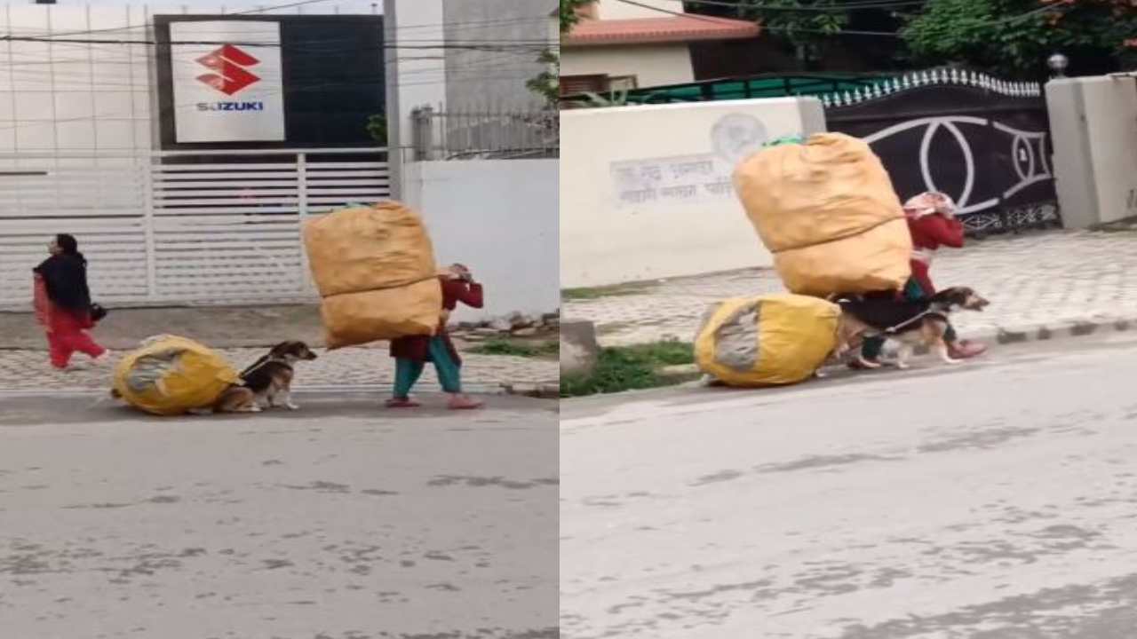 Dog helping woman : మహిళతో పాటు చెత్తా చెదారం మోసిన శునకం.. ఇలాంటి పనులు చేయంచడం తప్పంటున్న నెటిజన్లు Dog helping woman : మహిళతో పాటు చెత్తా చెదారం మోసిన శునకం.. ఇలాంటి పనులు చేయంచడం తప్పంటున్న నెటిజన్లు