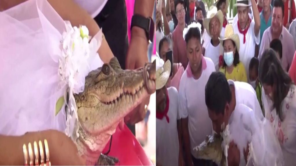 Mayor weds Alligator
