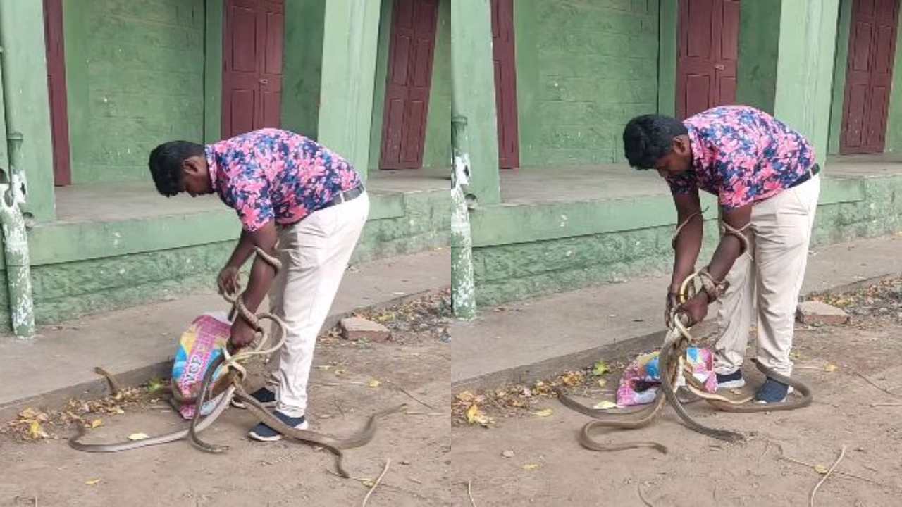 viral video : పాములతో వ్యక్తి చలగాటం.. వణుకు పుట్టించిన వీడియో viral video : పాములతో వ్యక్తి చలగాటం.. వణుకు పుట్టించిన వీడియో