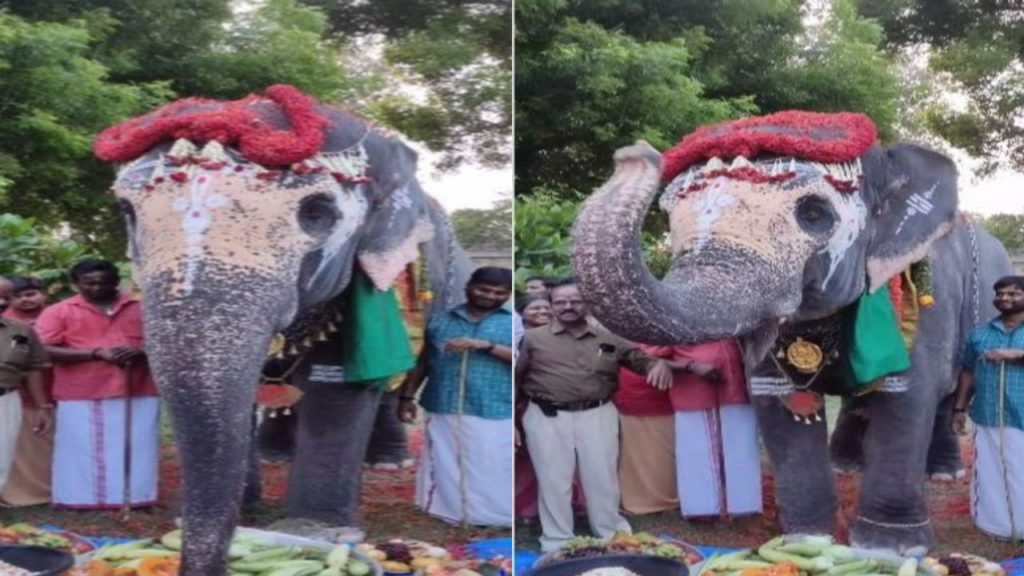 Elephant Birthday