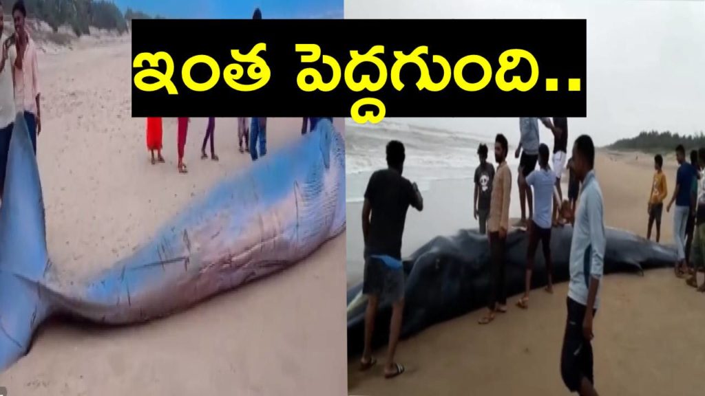 Blue Whale