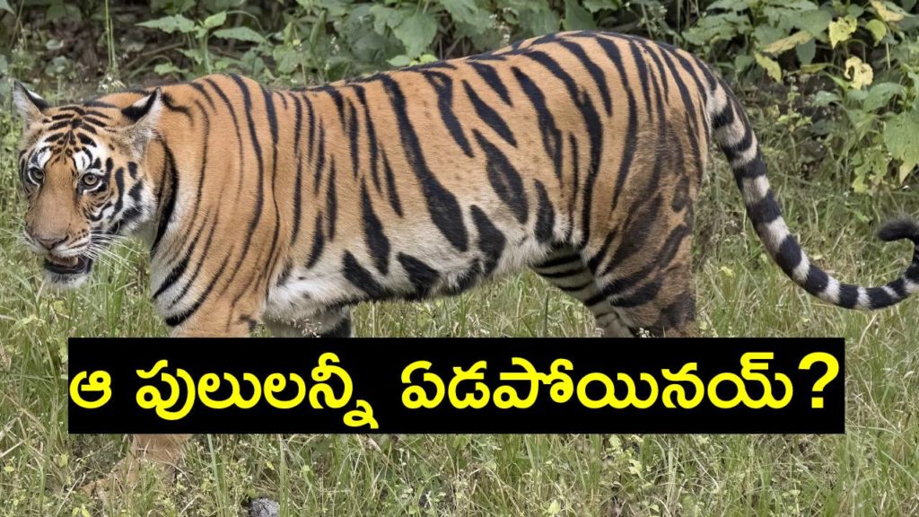 International Tiger Day - 2023