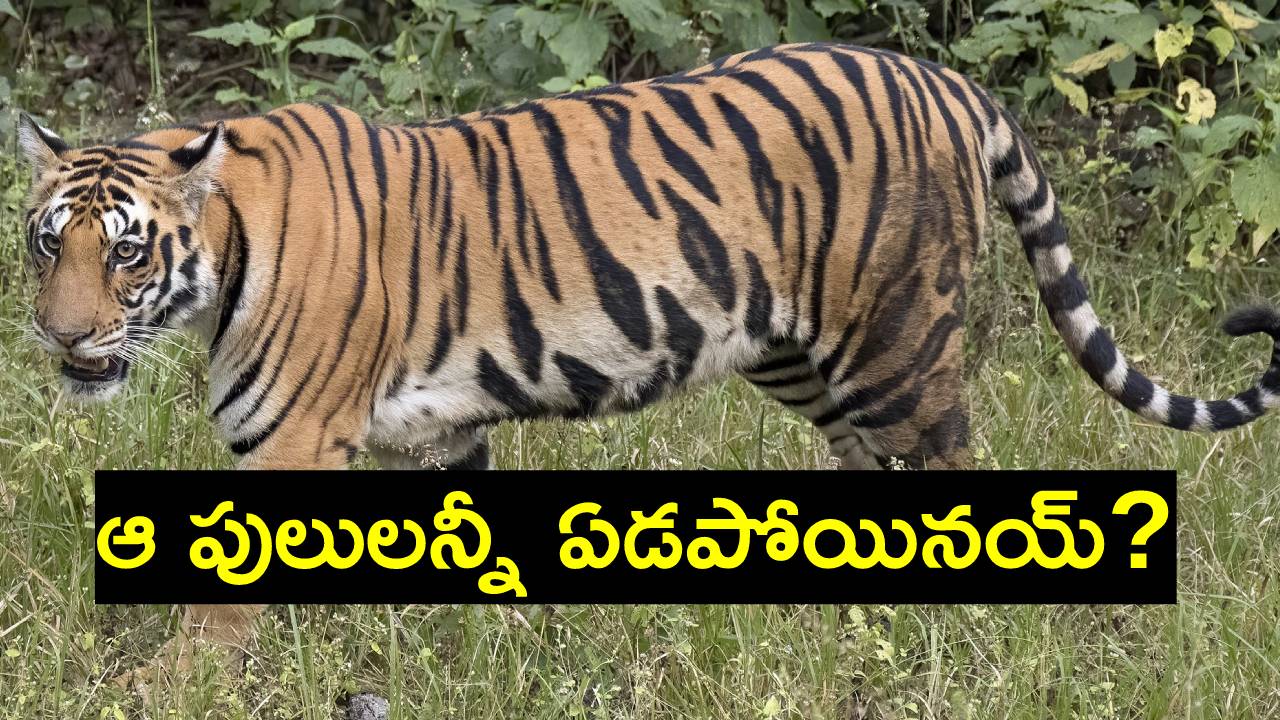International Tiger Day 2023: ప్రపంచంలో ఏ దేశంలోనూ లేనన్ని పులులు భారత్లో ఉన్నాయి.. ఇక చైనాలో ఎన్నున్నాయో తెలుసా? International Tiger Day 2023: ప్రపంచంలో ఏ దేశంలోనూ లేనన్ని పులులు భారత్లో ఉన్నాయి.. ఇక చైనాలో ఎన్నున్నాయో తెలుసా?