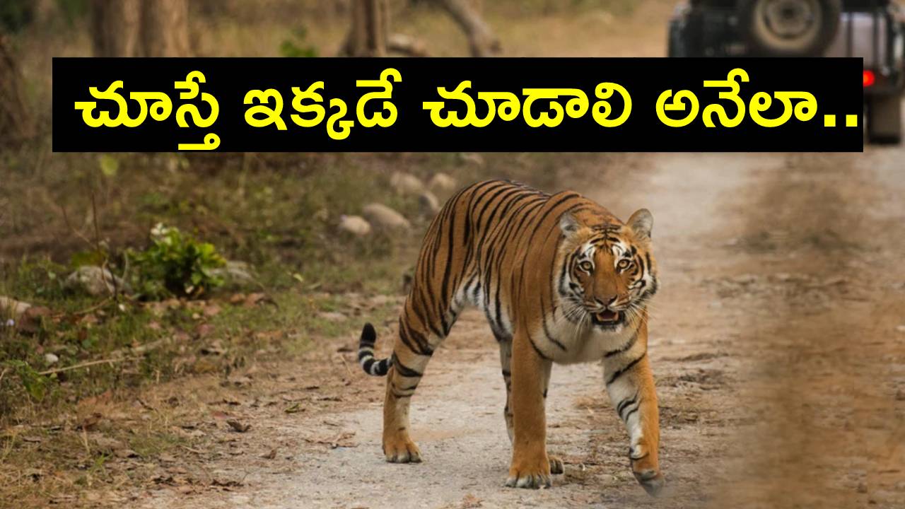 International Tiger Day 2023: పులులను చూడాలని ఉందా? ఇక్కడికి వెళ్లాల్సిందే.. International Tiger Day 2023: పులులను చూడాలని ఉందా? ఇక్కడికి వెళ్లాల్సిందే..