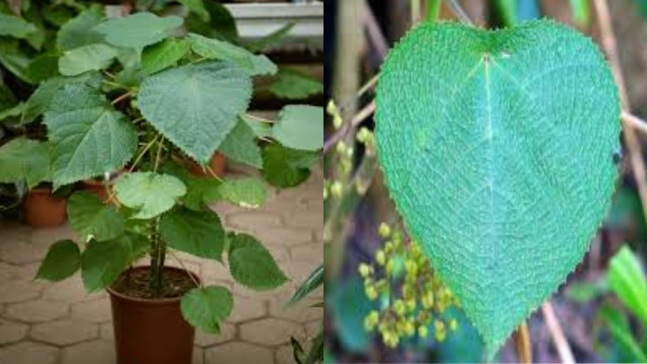 Gympie-Gympie Plant : ఆత్మహత్యను ప్రేరేపించే విషపూరితమైన మొక్క గురించి మీకు తెలుసా? Gympie-Gympie Plant : ఆత్మహత్యను ప్రేరేపించే విషపూరితమైన మొక్క గురించి మీకు తెలుసా?