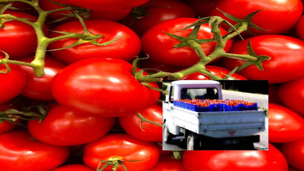 Bengaluru : 2.5 టన్నుల టమాటాలున్న లారీ హైజాక్.. రైతును నెట్టేసి లారీని దారి తప్పించిన ముఠా Bengaluru : 2.5 టన్నుల టమాటాలున్న లారీ హైజాక్.. రైతును నెట్టేసి లారీని దారి తప్పించిన ముఠా