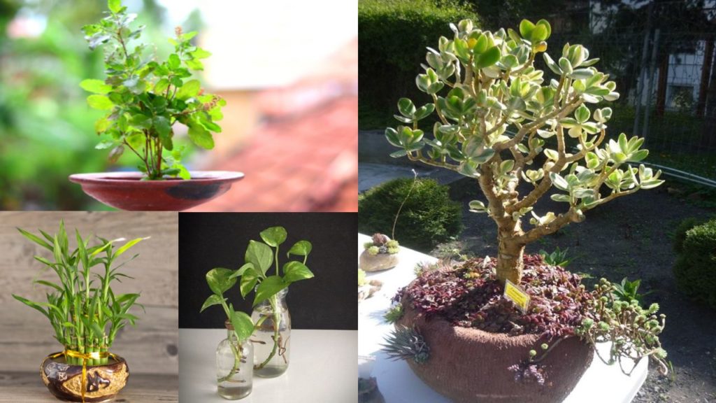 Lucky plants