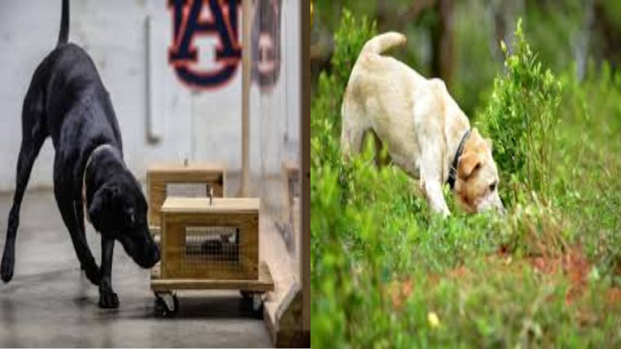 Sniffer Dog : వాసనతో కుక్క నిందితుడిని ఎలా పట్టిస్తుంది? Sniffer Dog : వాసనతో కుక్క నిందితుడిని ఎలా పట్టిస్తుంది?
