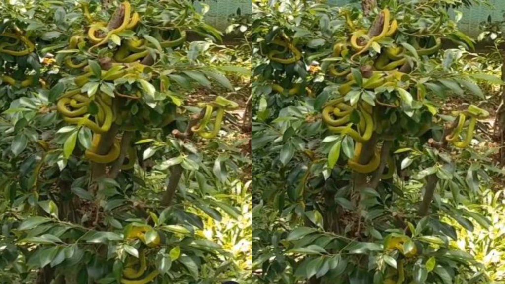 Garden of snakes