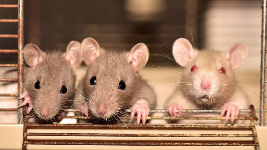Rats