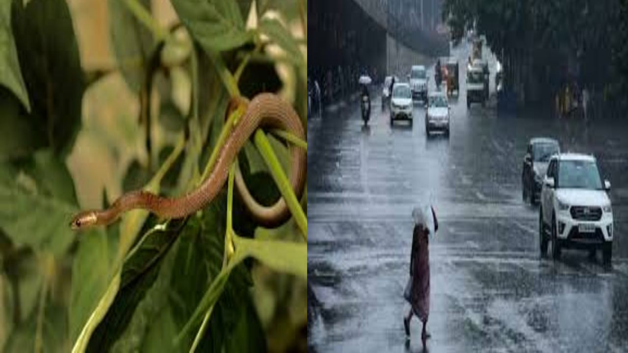 Hyderabad : భాగ్యనగరంలో పాములు.. వర్షంలో చూసుకుని వెళ్లండి.. Hyderabad : భాగ్యనగరంలో పాములు.. వర్షంలో చూసుకుని వెళ్లండి..