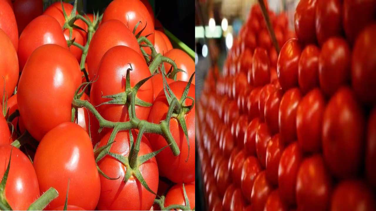 Tomatoes as a gift : దుబాయ్ నుంచి కూతుర్ని 10 కేజీల టమాటాలు గిప్ట్గా తెమ్మన్న తల్లి Tomatoes as a gift : దుబాయ్ నుంచి కూతుర్ని 10 కేజీల టమాటాలు గిప్ట్గా తెమ్మన్న తల్లి