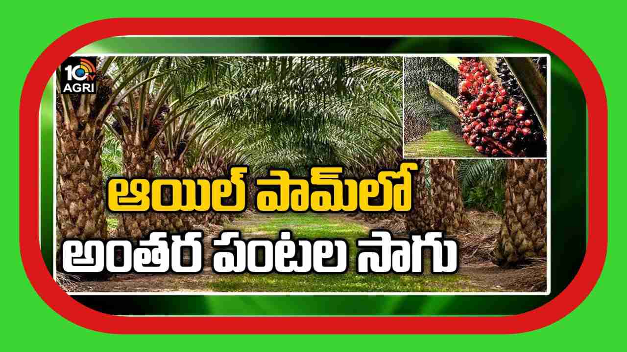 Intercrops In Palm Oil : పామాయిల్ లో అంతర పంటలుగా కోకో, మిరియాల సాగు Intercrops In Palm Oil : పామాయిల్ లో అంతర పంటలుగా కోకో, మిరియాల సాగు