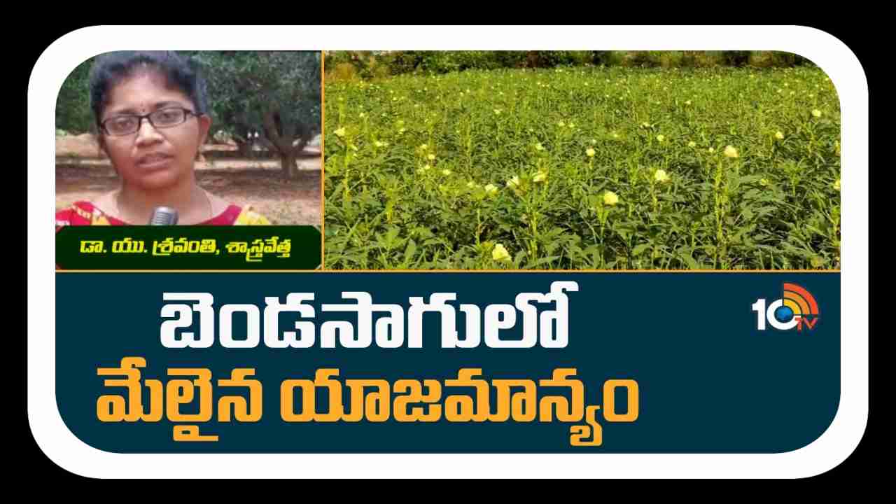 Benda cultivation : బెండసాగులో మేలైన యాజమాన్యం Benda cultivation : బెండసాగులో మేలైన యాజమాన్యం