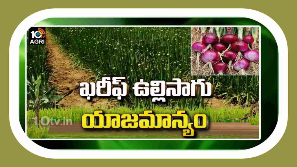 Onion Varieties