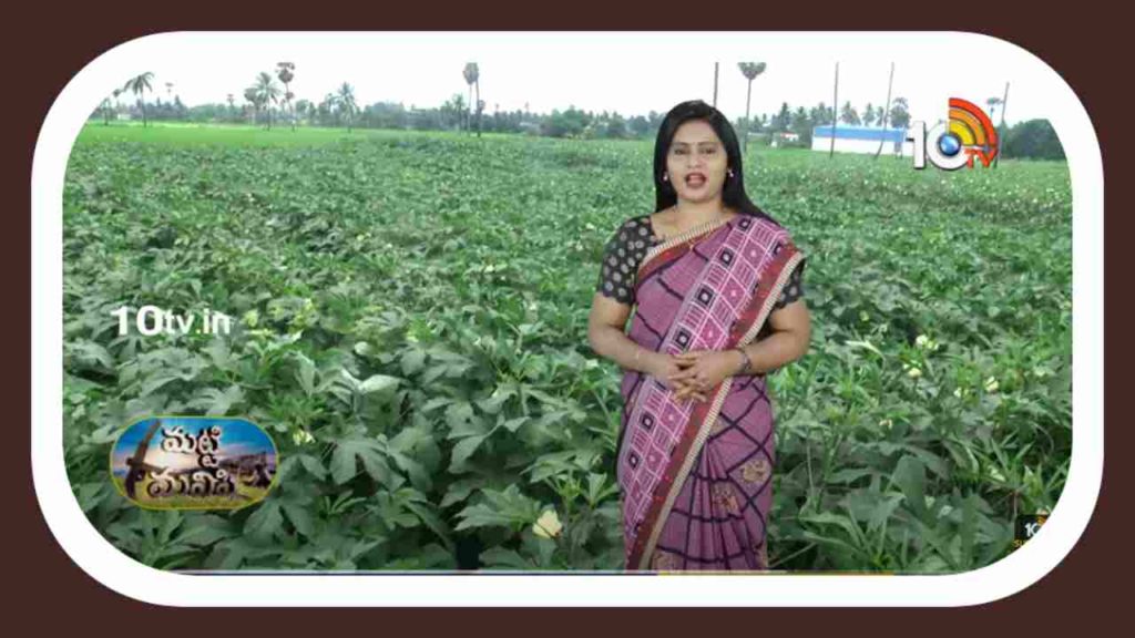 Ownership in Okra