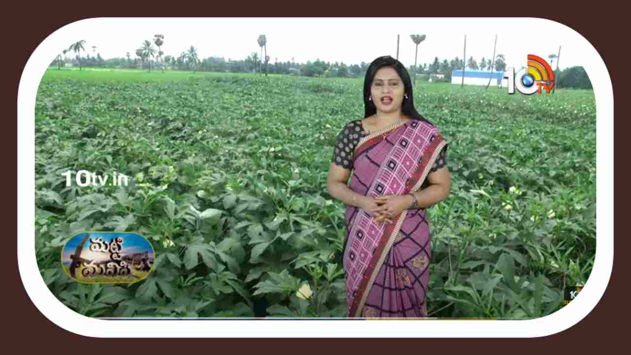 Ownership in Okra : బెండలో మేలైన ఎరువుల యాజమాన్యం Ownership in Okra : బెండలో మేలైన ఎరువుల యాజమాన్యం
