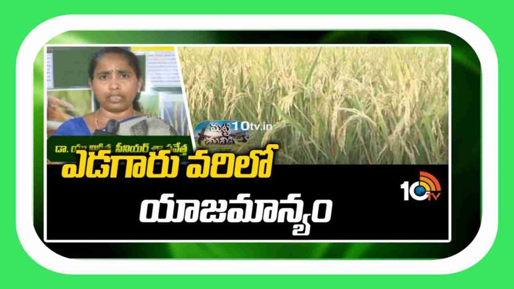 Paddy Crop Cultivation