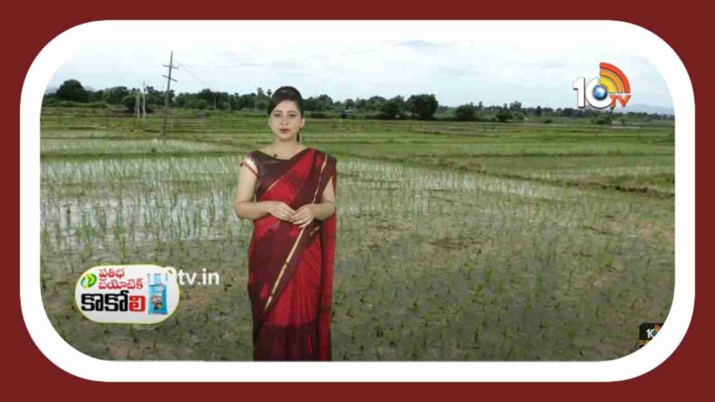 Paddy Cultivation
