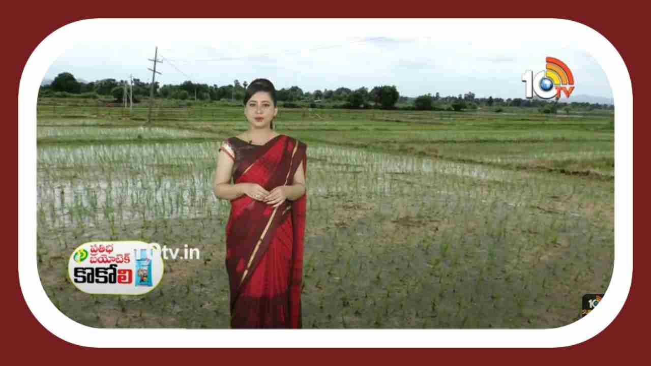 Paddy Cultivation : ఖరీఫ్ లో వరి వెదజల్లే పద్ధతికే మొగ్గుచూపుతున్న రైతులు Paddy Cultivation : ఖరీఫ్ లో వరి వెదజల్లే పద్ధతికే మొగ్గుచూపుతున్న రైతులు
