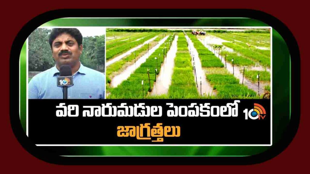 Paddy Nursery Preparation
