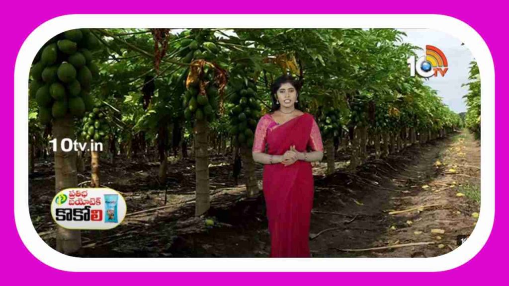 Papaya Cultivation