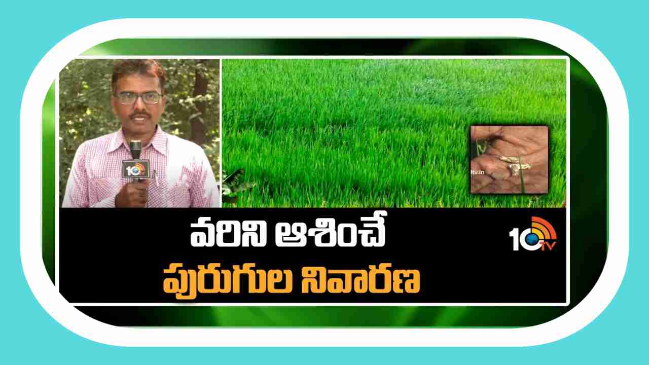 Pest Control in Paddy : వానకాలం వరిసాగులో అధికంగా ఉల్లికోడు, సుడిదోమ, కాండం తొలుచు పురుగుల తాకిడి Pest Control in Paddy : వానకాలం వరిసాగులో అధికంగా ఉల్లికోడు, సుడిదోమ, కాండం తొలుచు పురుగుల తాకిడి