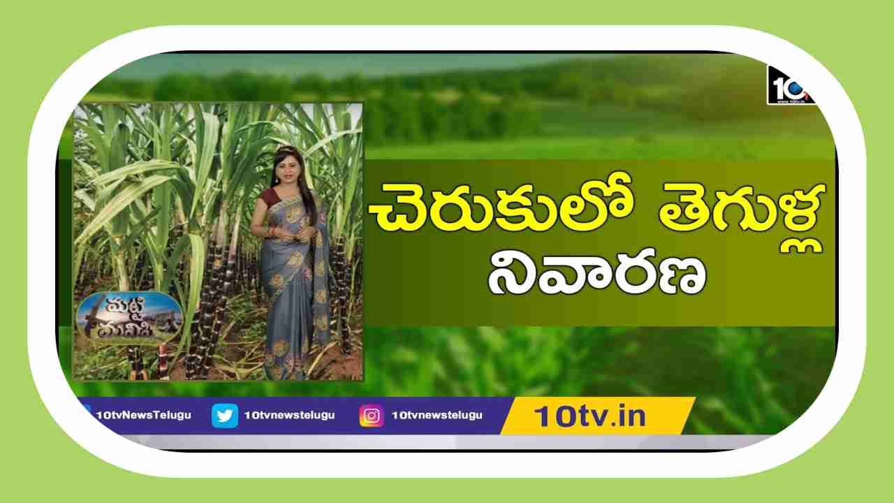 Pests In Sugarcane Plantations : లేత చెరకుతోటల్లో చీడపీడల ఉధృతి.. నివారణకు శాస్త్రవేత్తల సూచనలు Pests In Sugarcane Plantations : లేత చెరకుతోటల్లో చీడపీడల ఉధృతి.. నివారణకు శాస్త్రవేత్తల సూచనలు