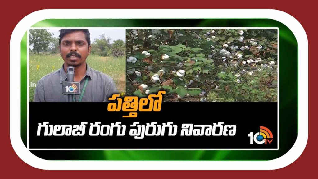 Pink Bollworm
